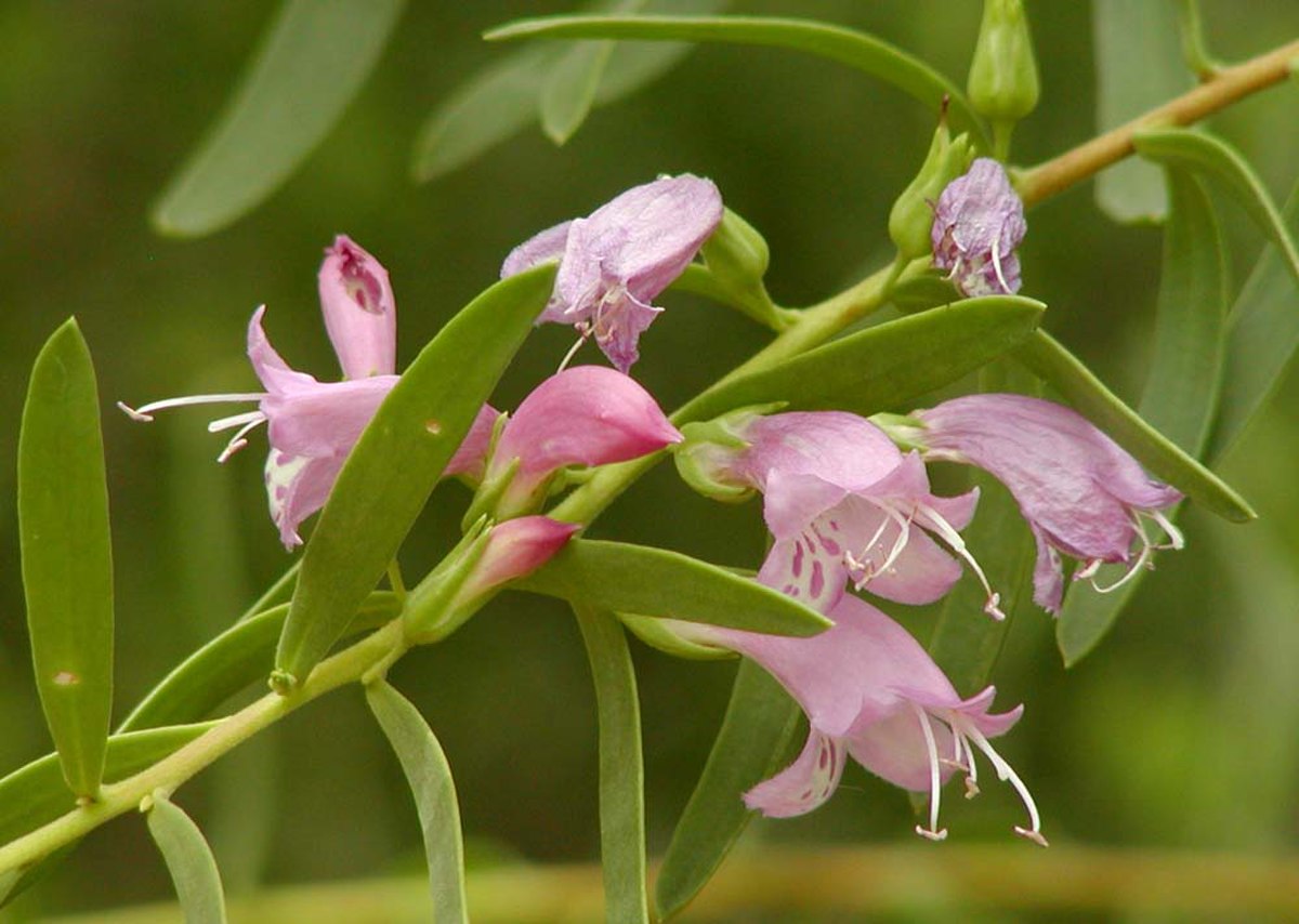 Eremophila (plante)