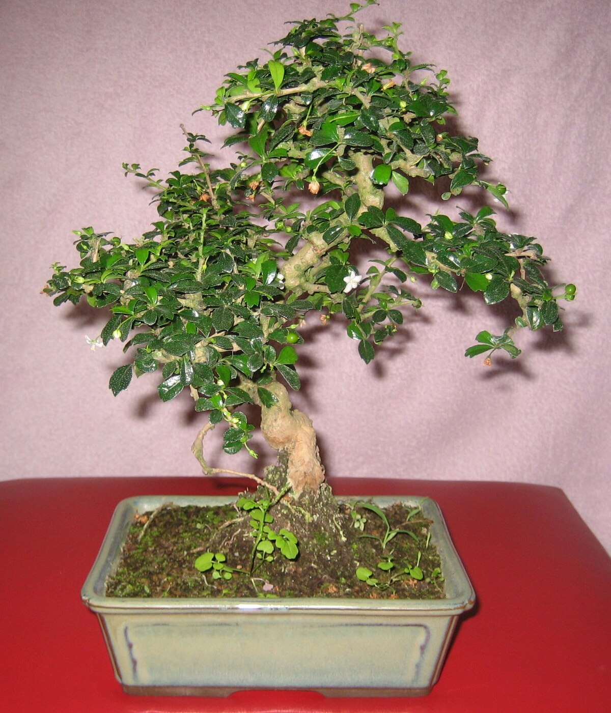 Carmona retusa