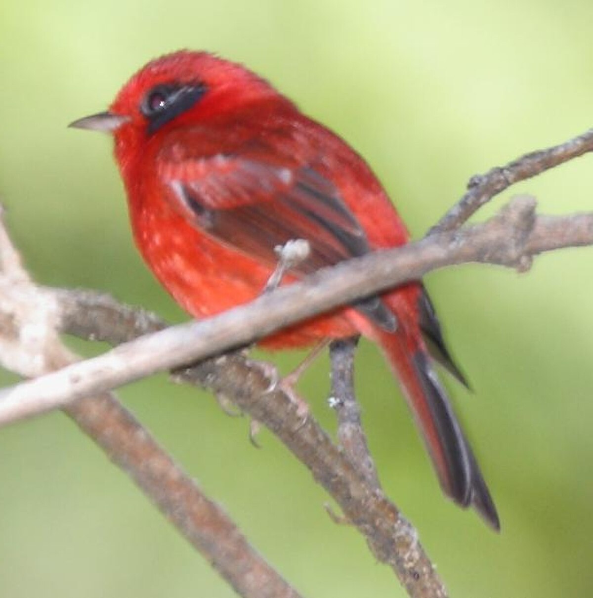 Paruline rouge