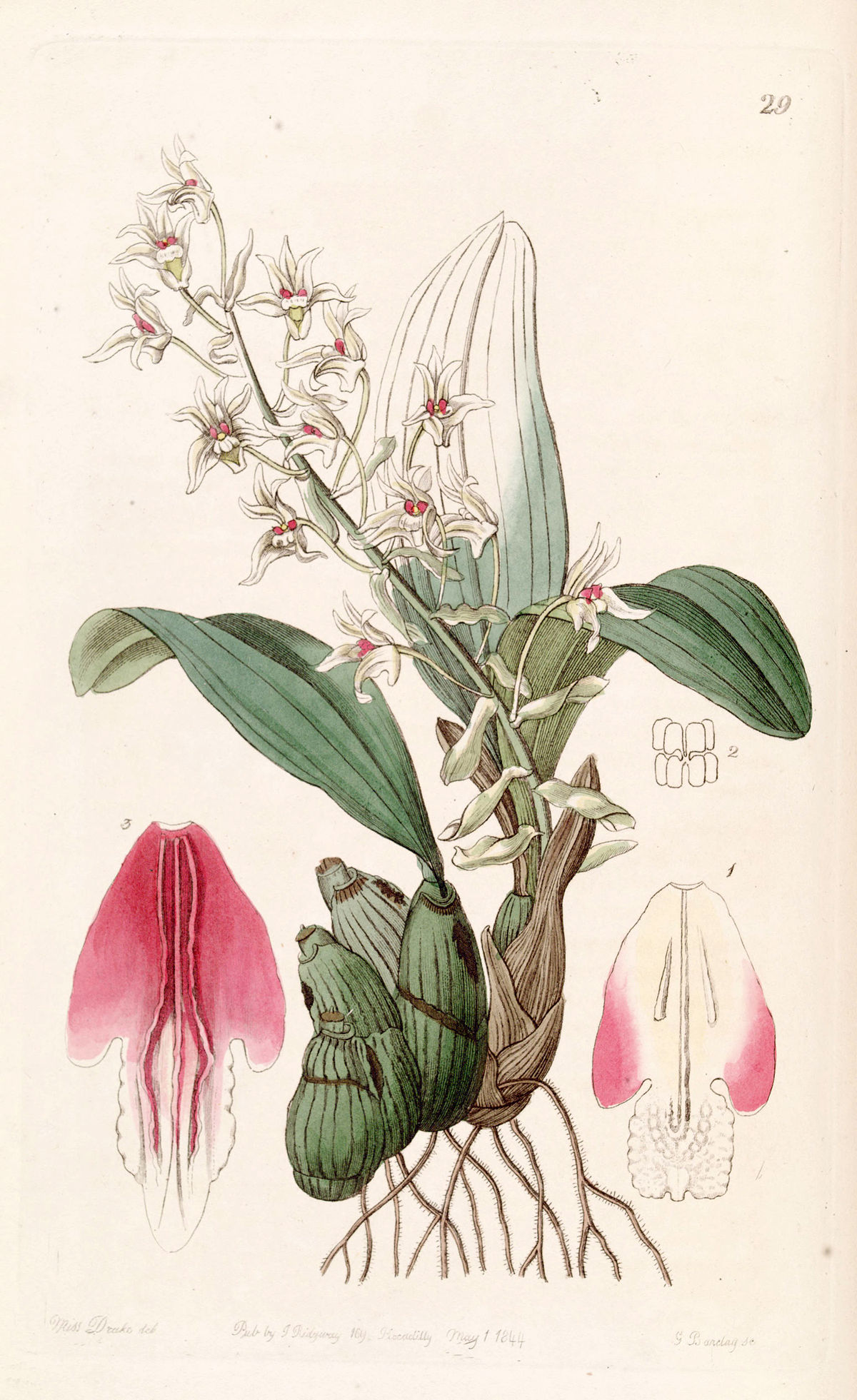 Eria
