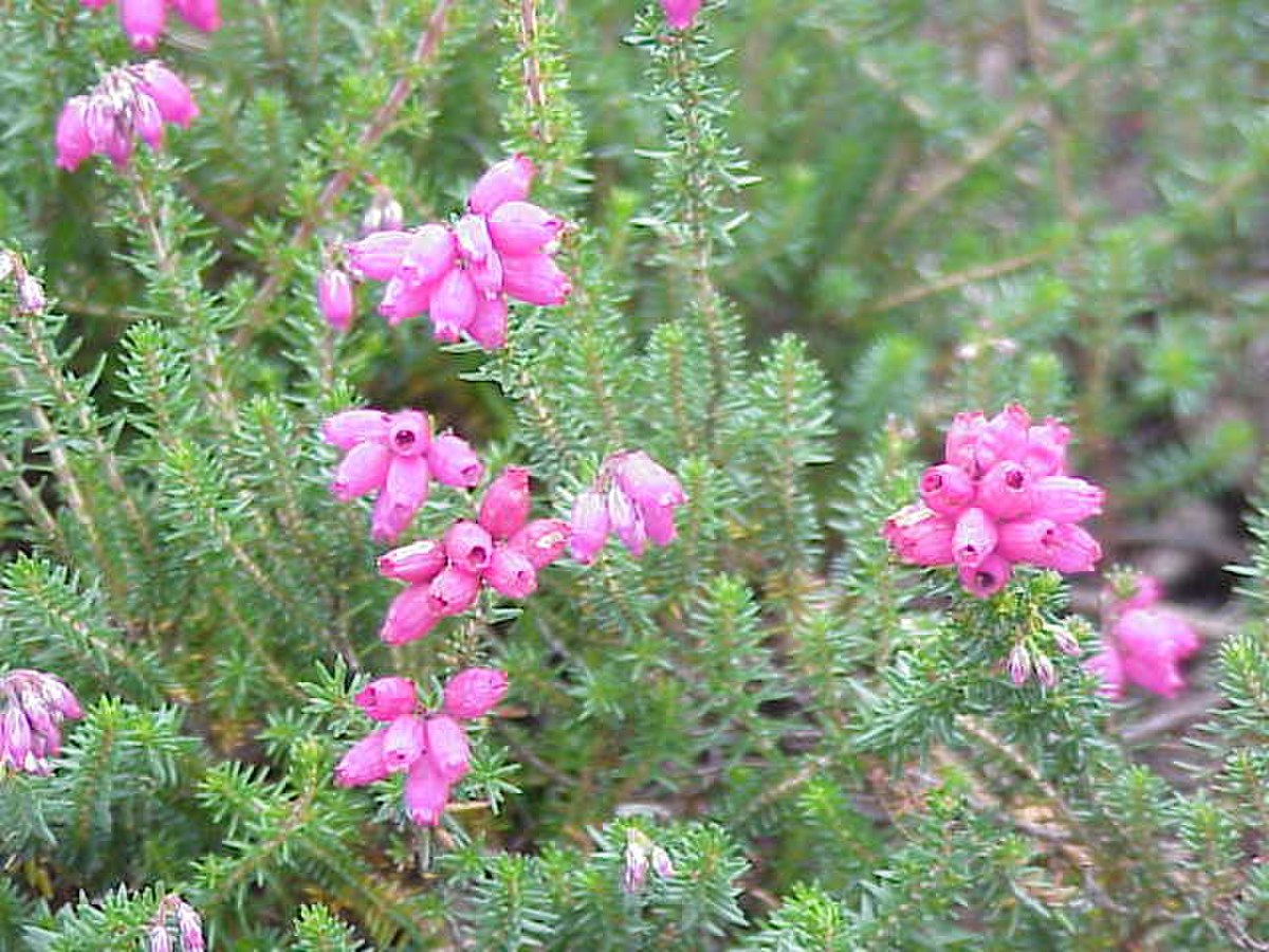 Erica