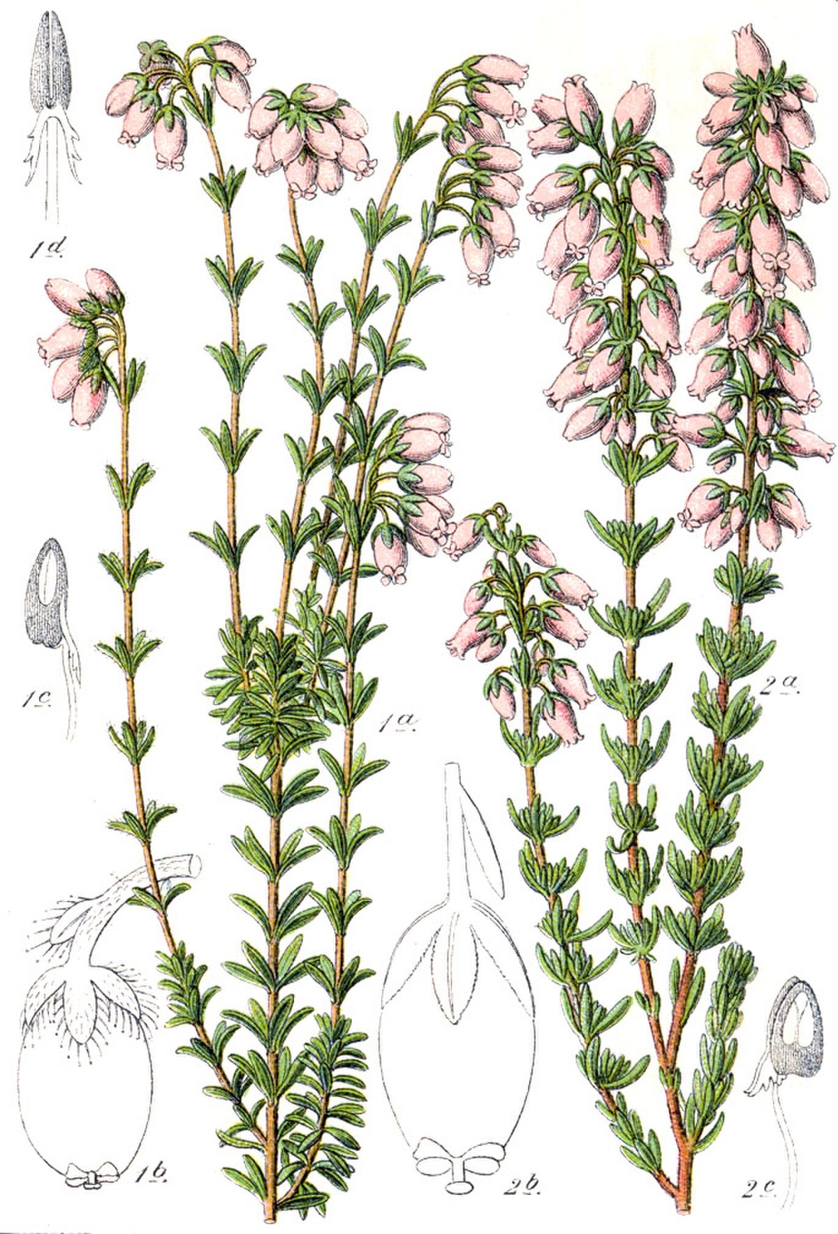 Bruyère cendrée