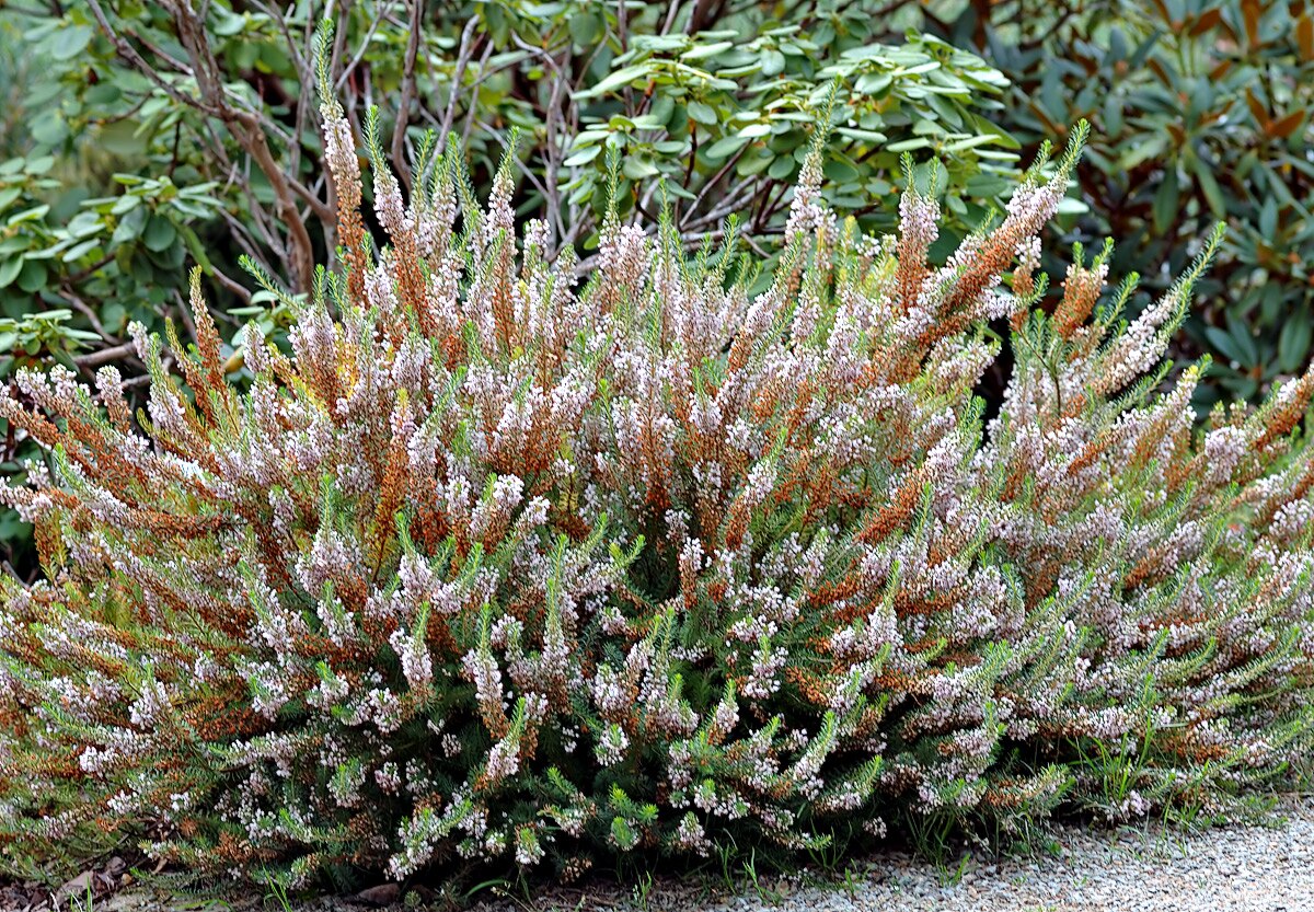 Erica vagans (aka).jpg