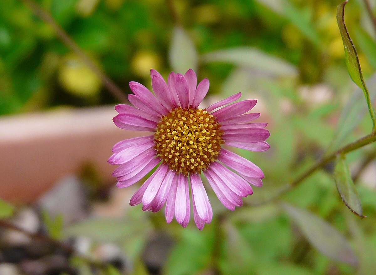 Erigeron karvinskianus 4.JPG