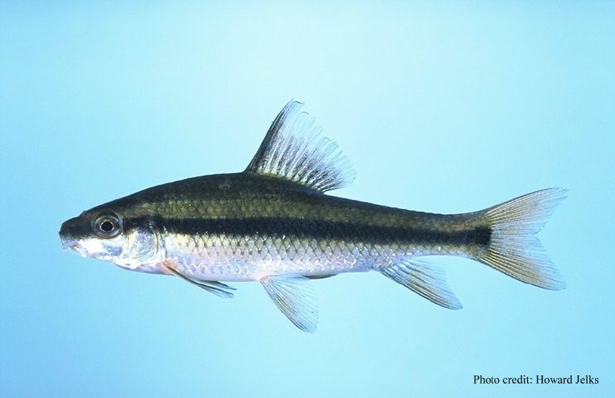 Catostomidae