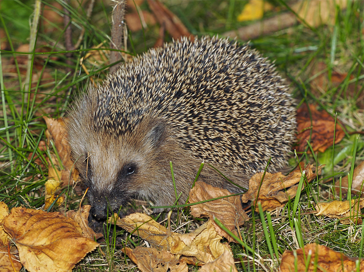 Erinaceus europaeus