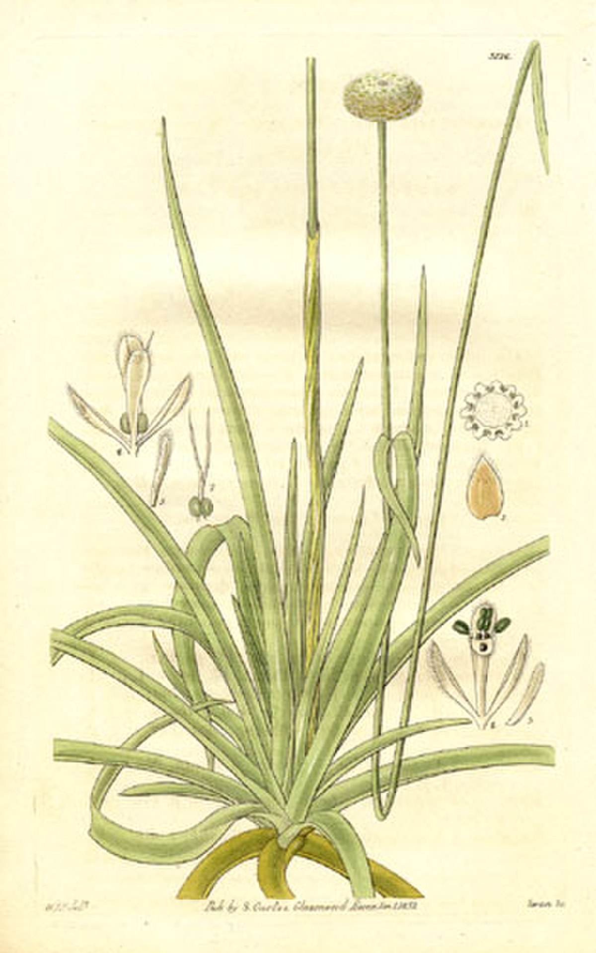 Eriocaulaceae