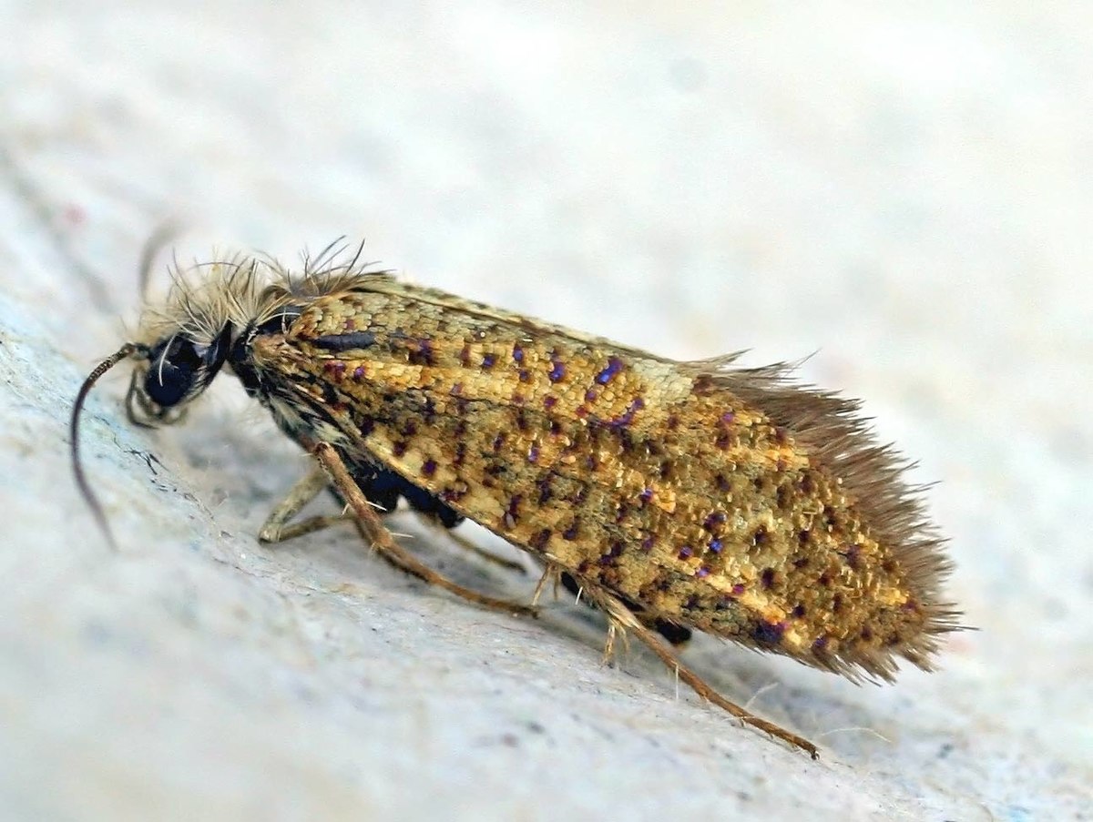 Agathiphagidae