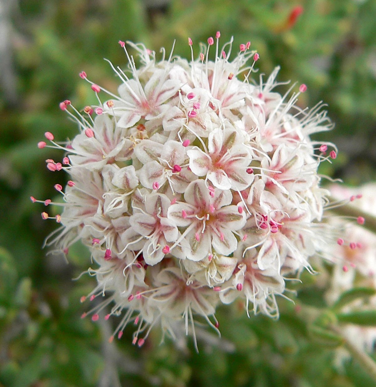Eriogonum