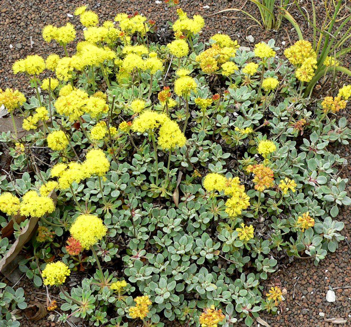 Eriogonum umbellatum