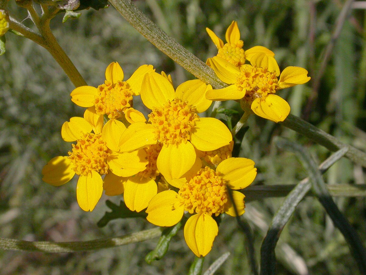 Eriophyllum