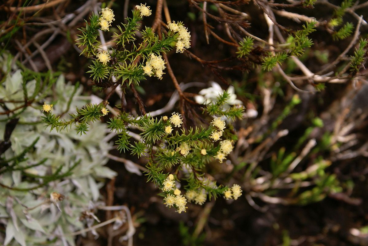 Eriotrix commersonii