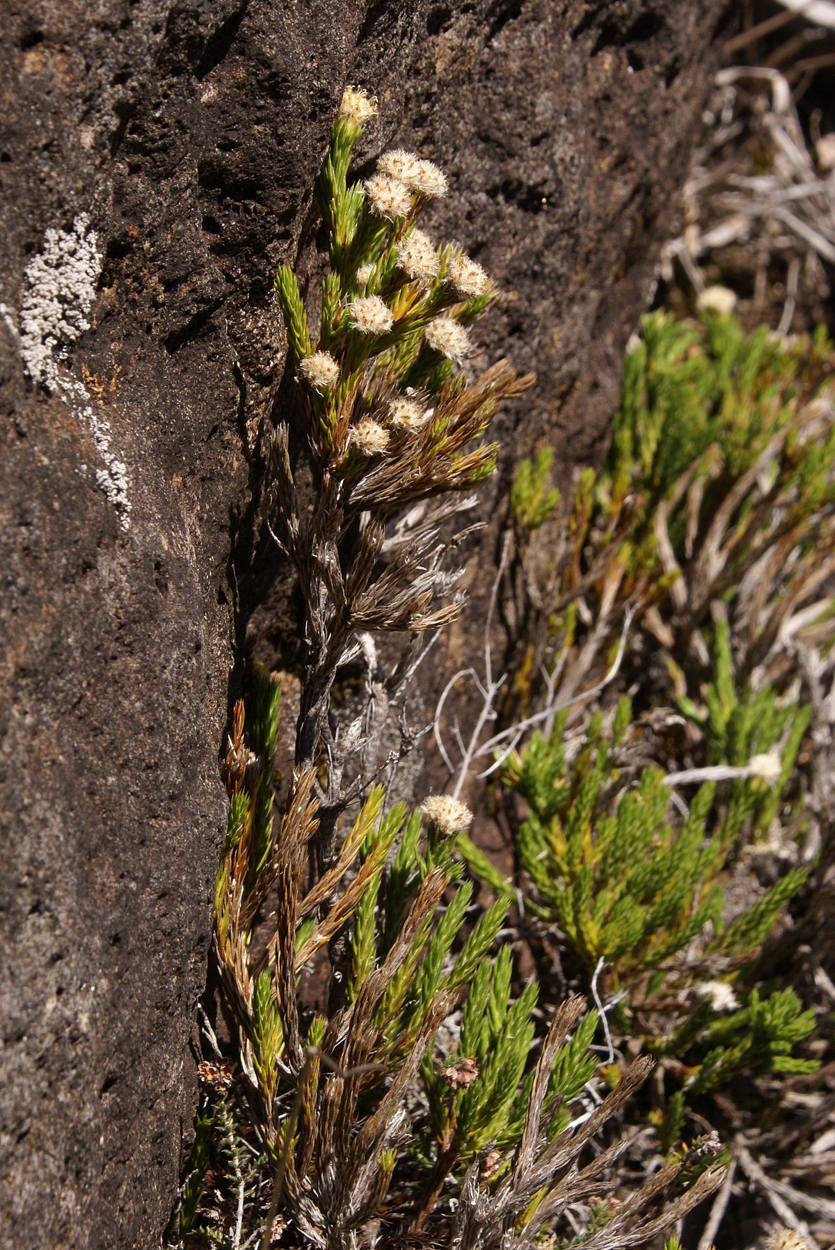 Eriotrix lycopodioides