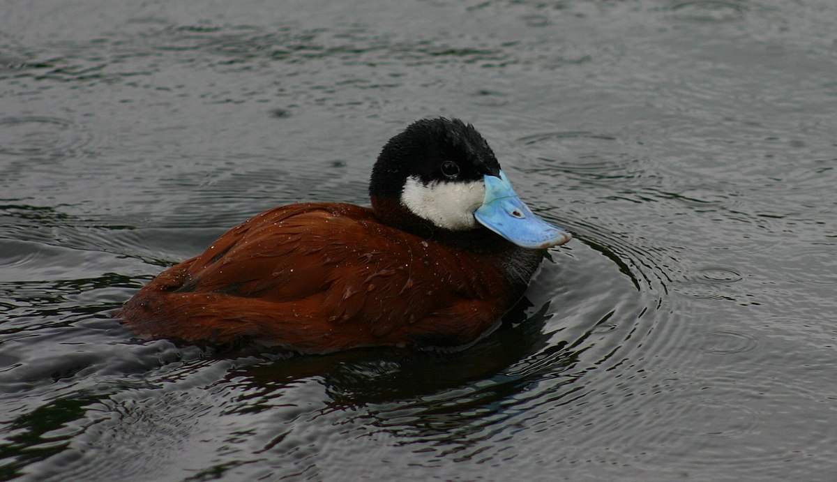 Érismature rousse