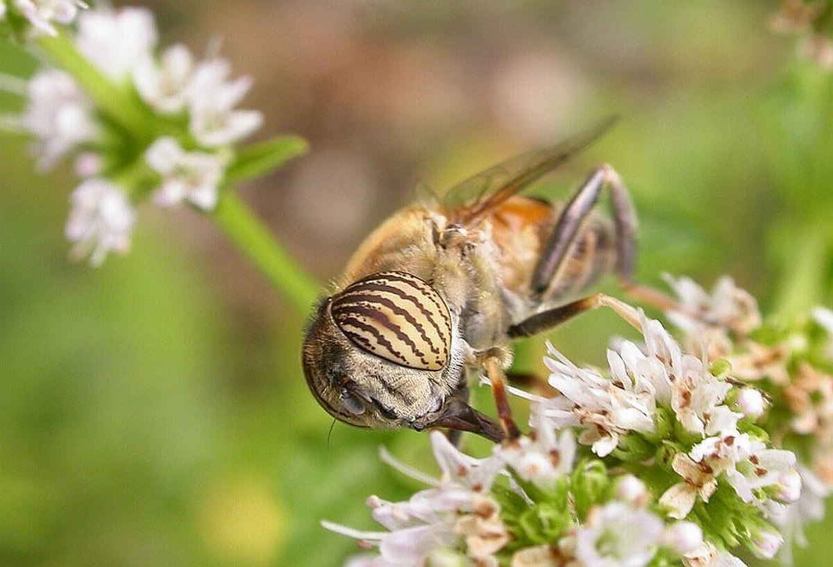 Insecte