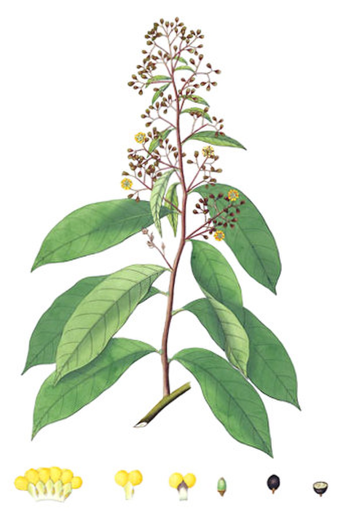 Erycibe