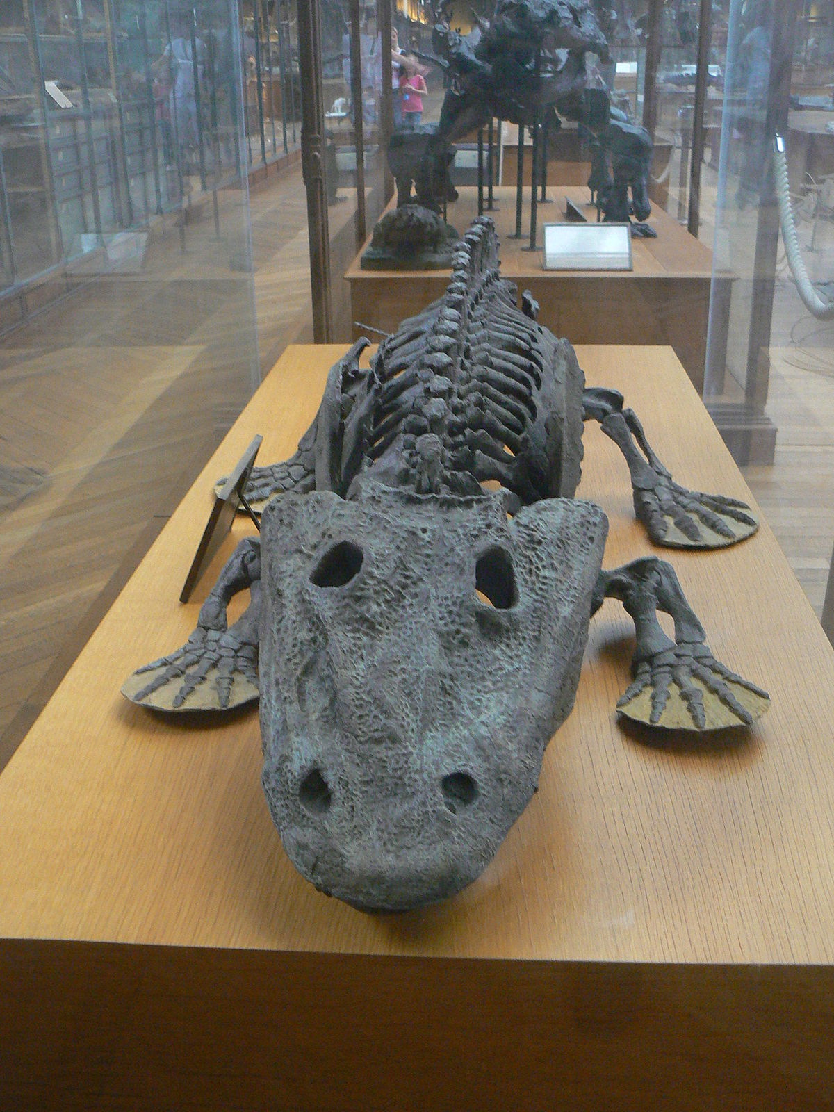 Temnospondyli (classification phylogénétique)