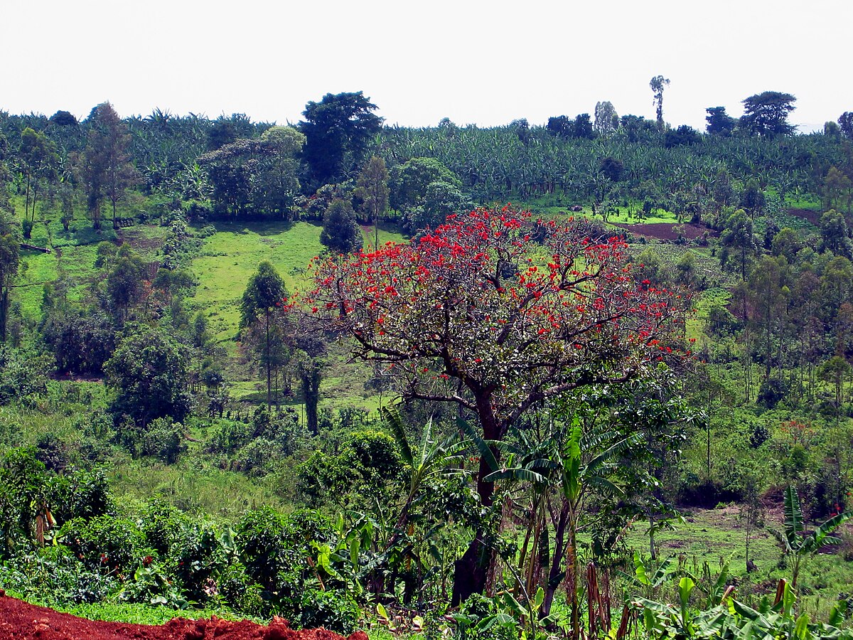 Erythrina abyssinica Tree1.jpg