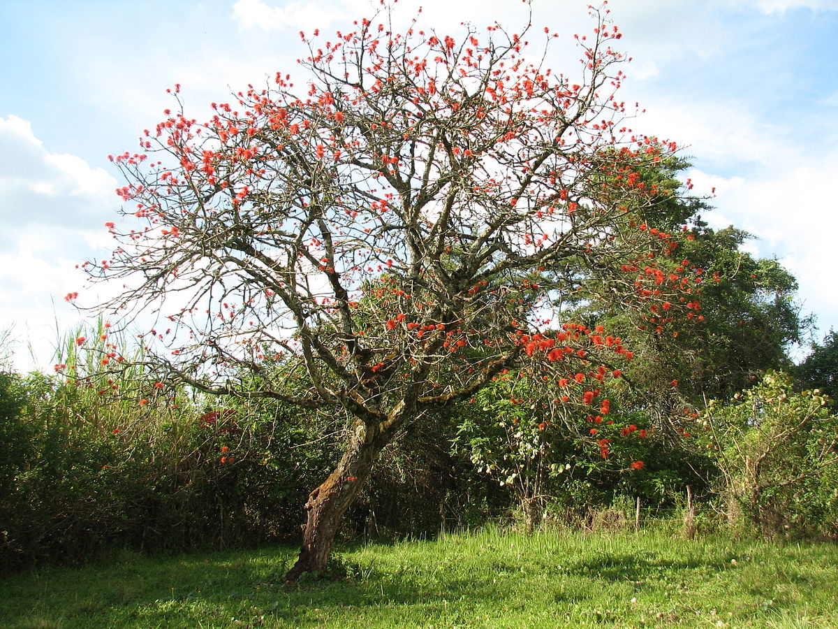 Arbre de corail d'Abyssinie