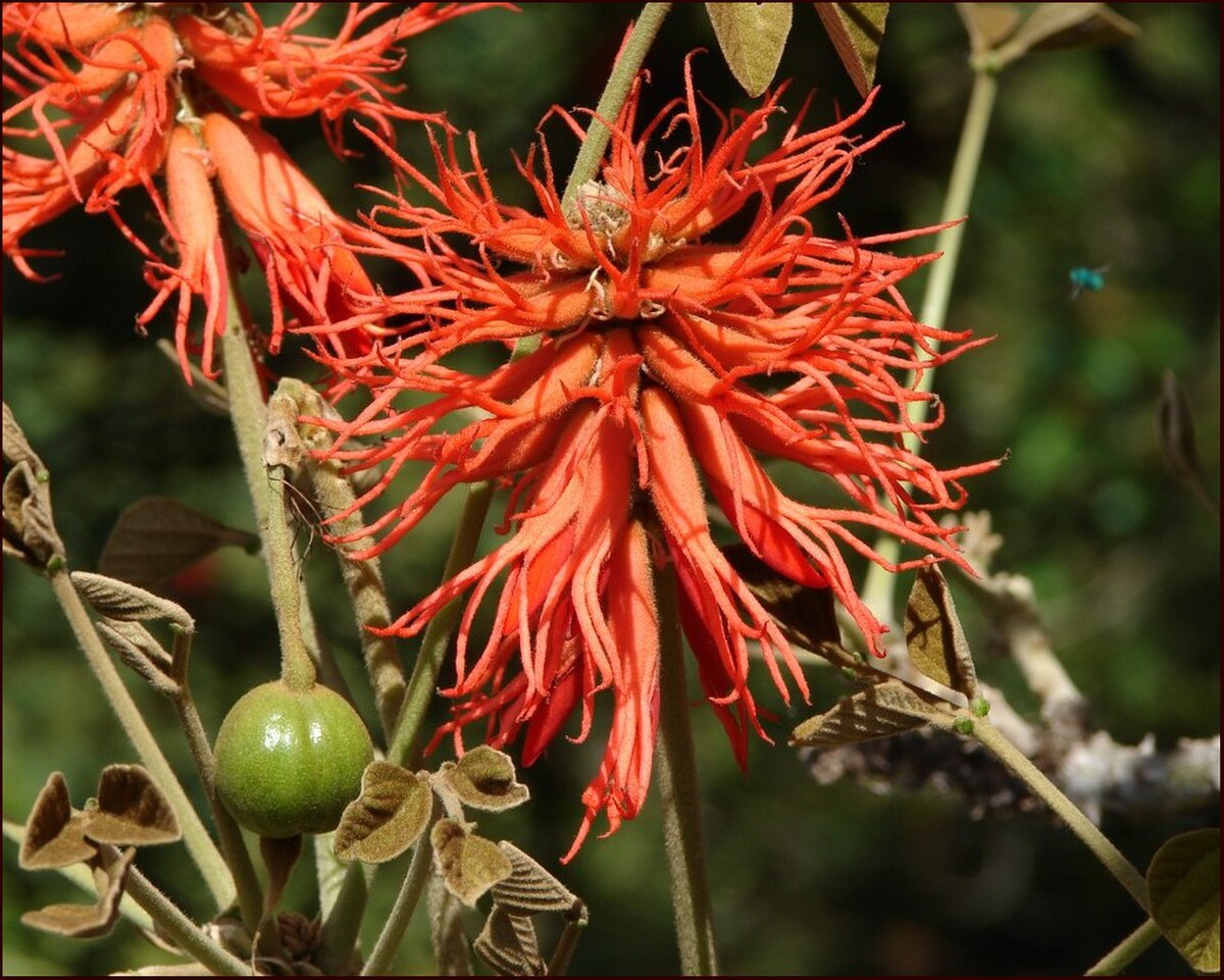 Erythrina abyssinica.jpg