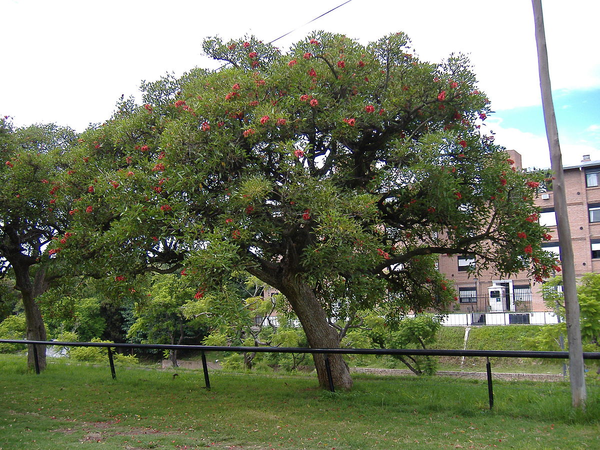 Erythrina crista-galli