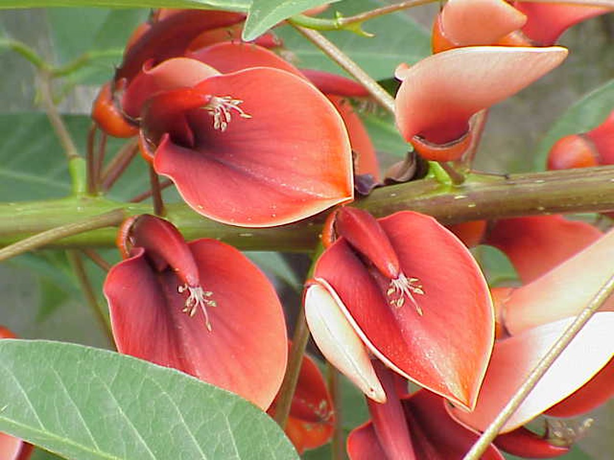 Phaseoleae