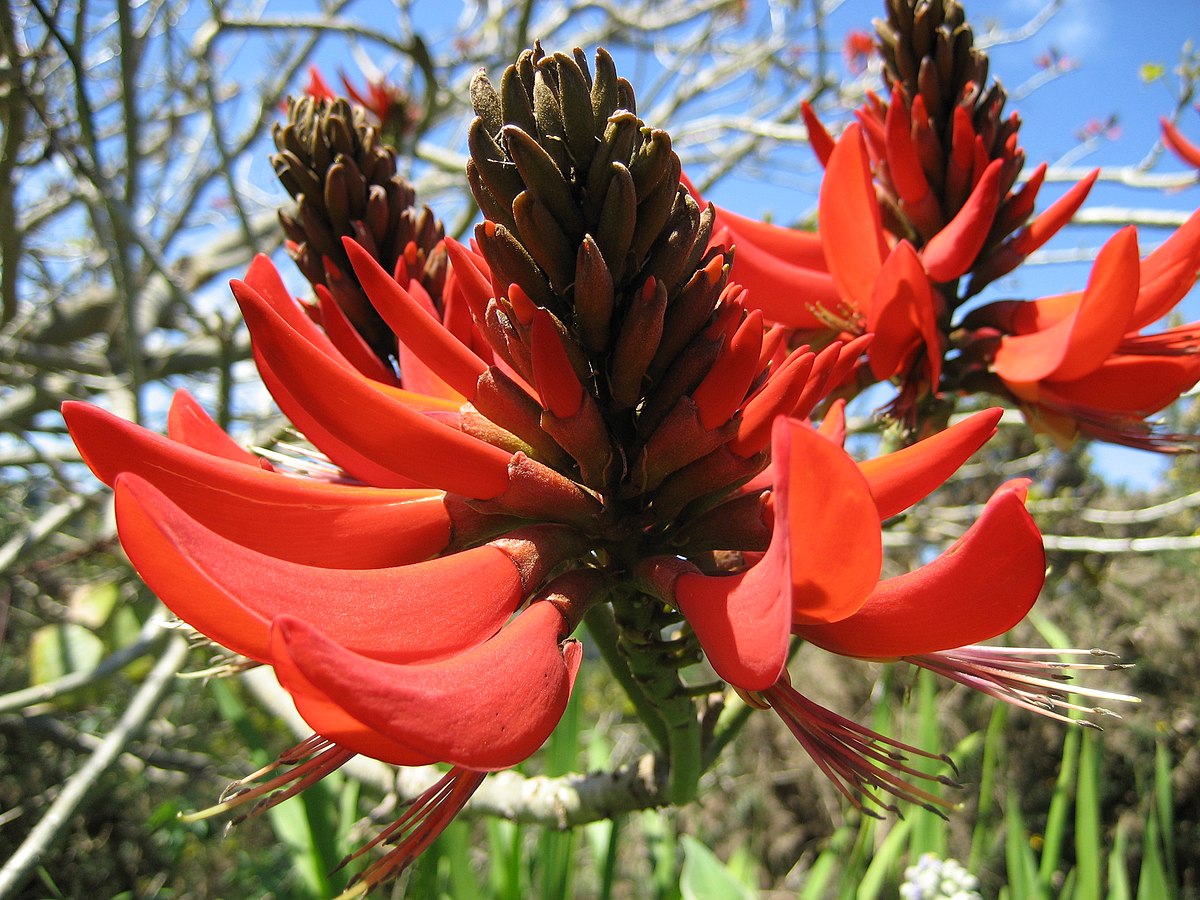 Erythrina