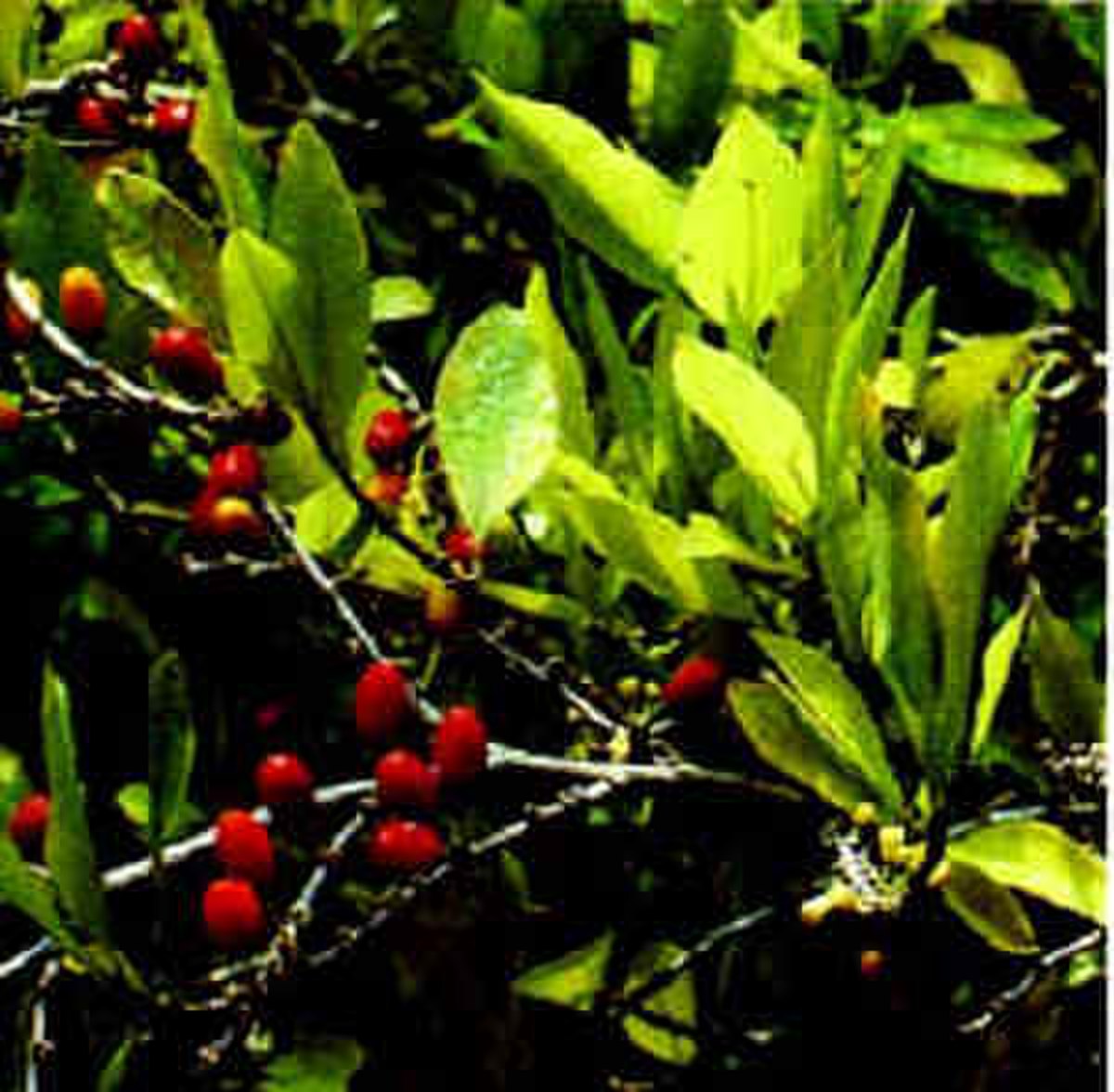 Coca
