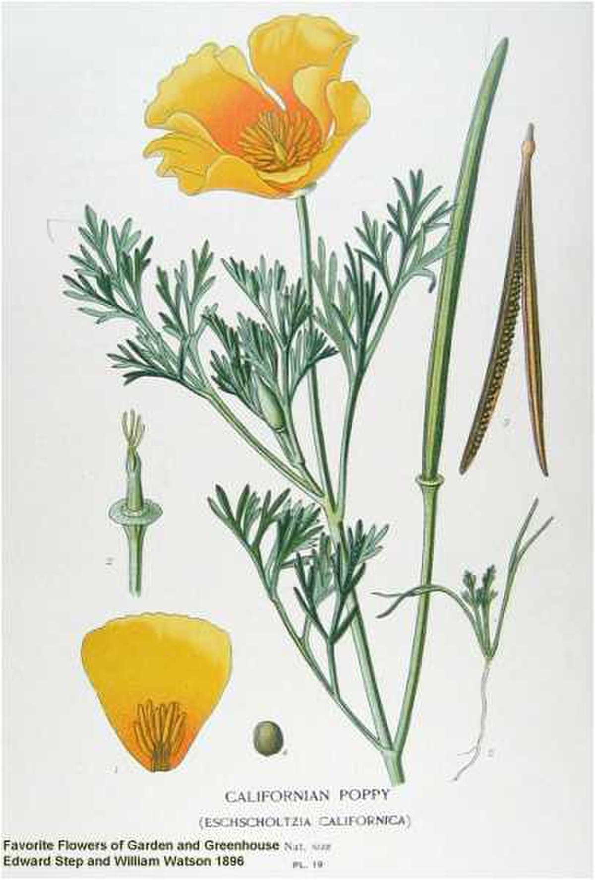 Pavot de Californie