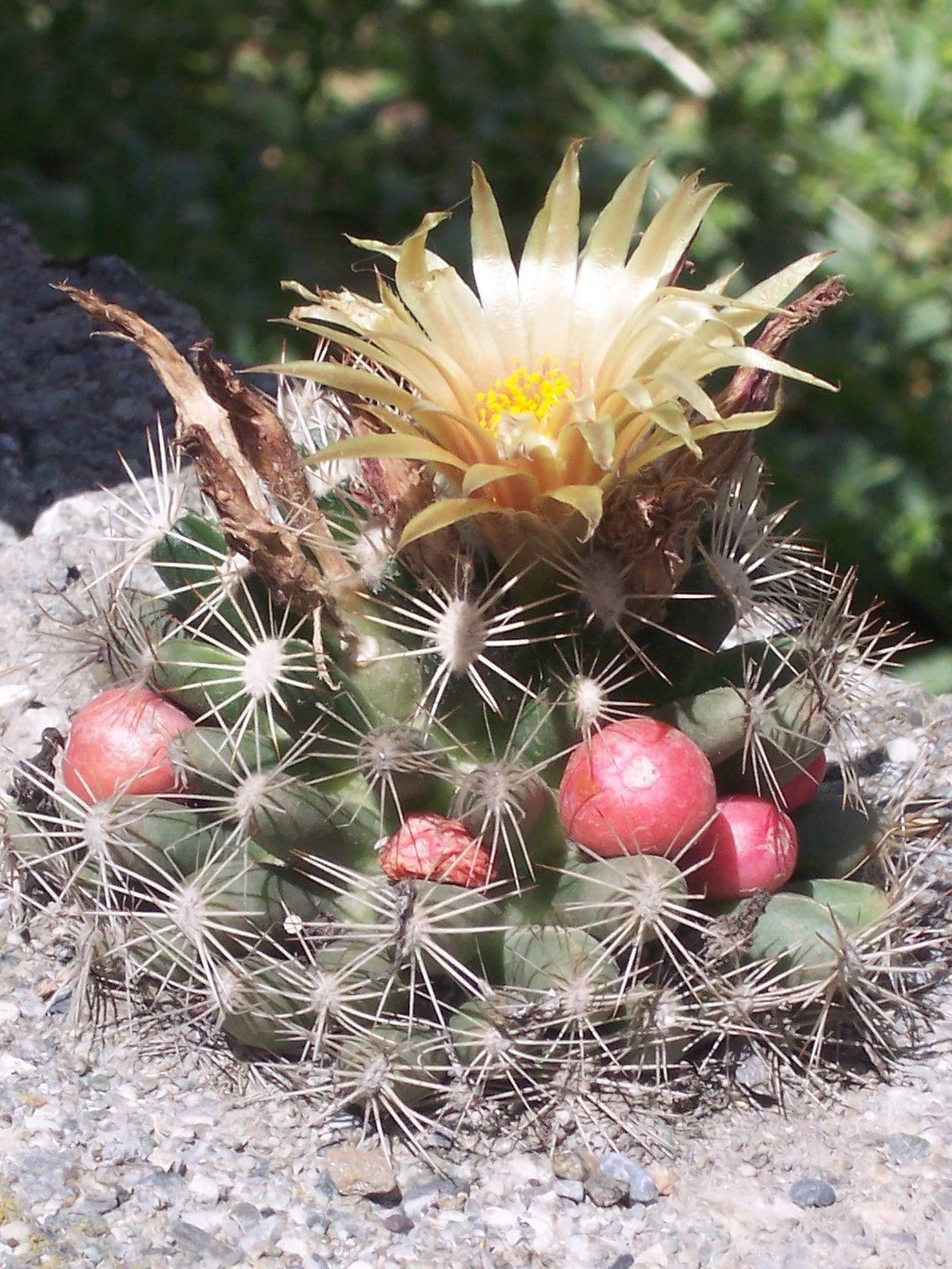 Escobaria missouriensis