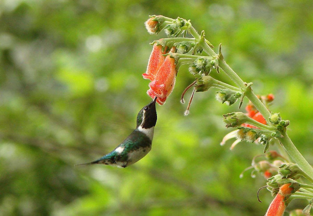 Colibri de Berlepsch