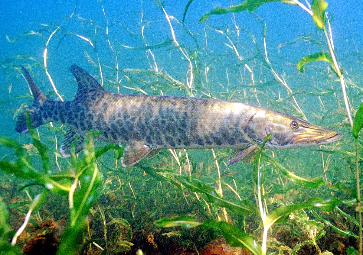 Maskinongé (poisson)