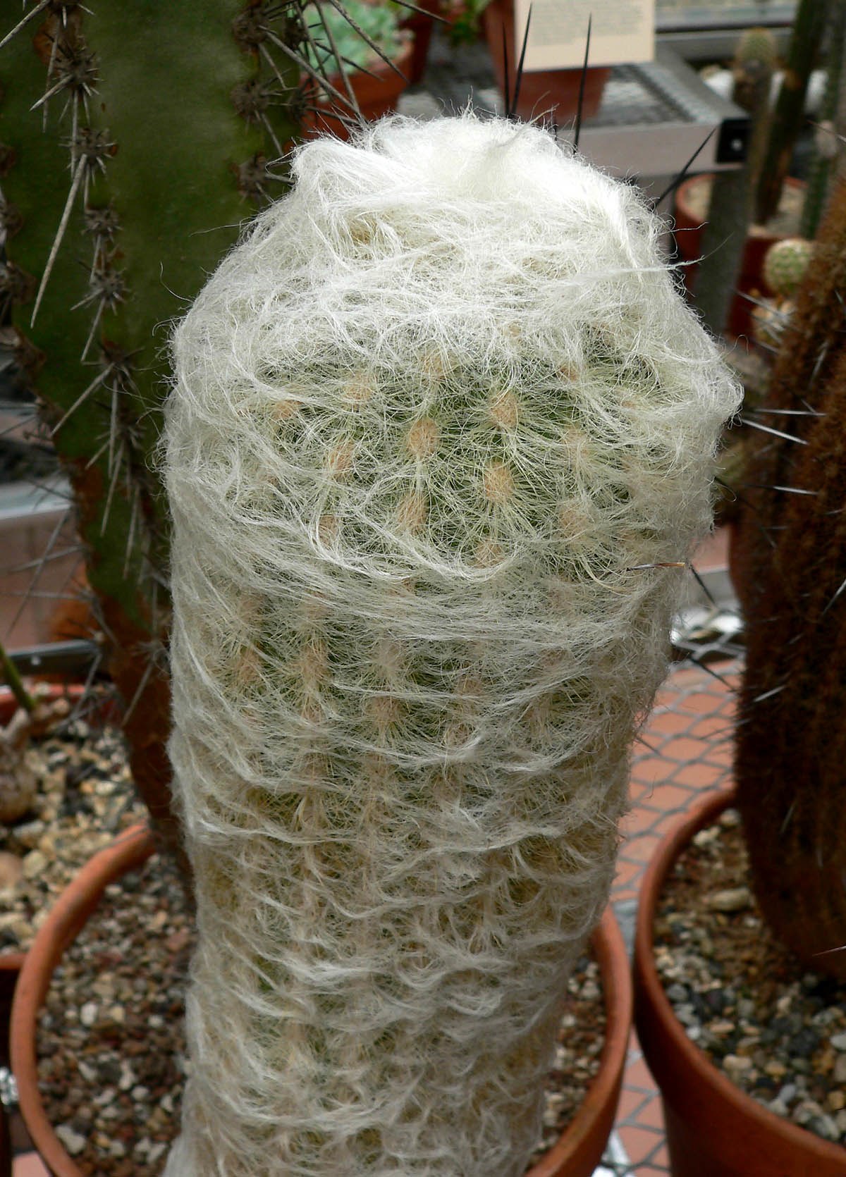 Espostoa