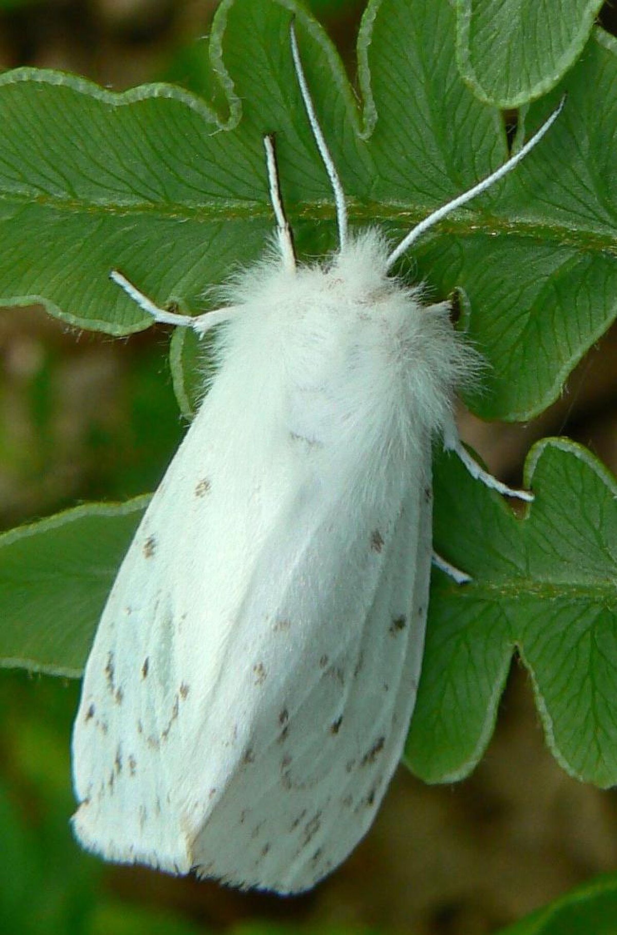 Estigmène dimorphe