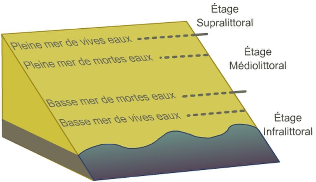 Étage (océanographie)
