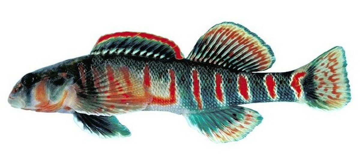 Etheostoma