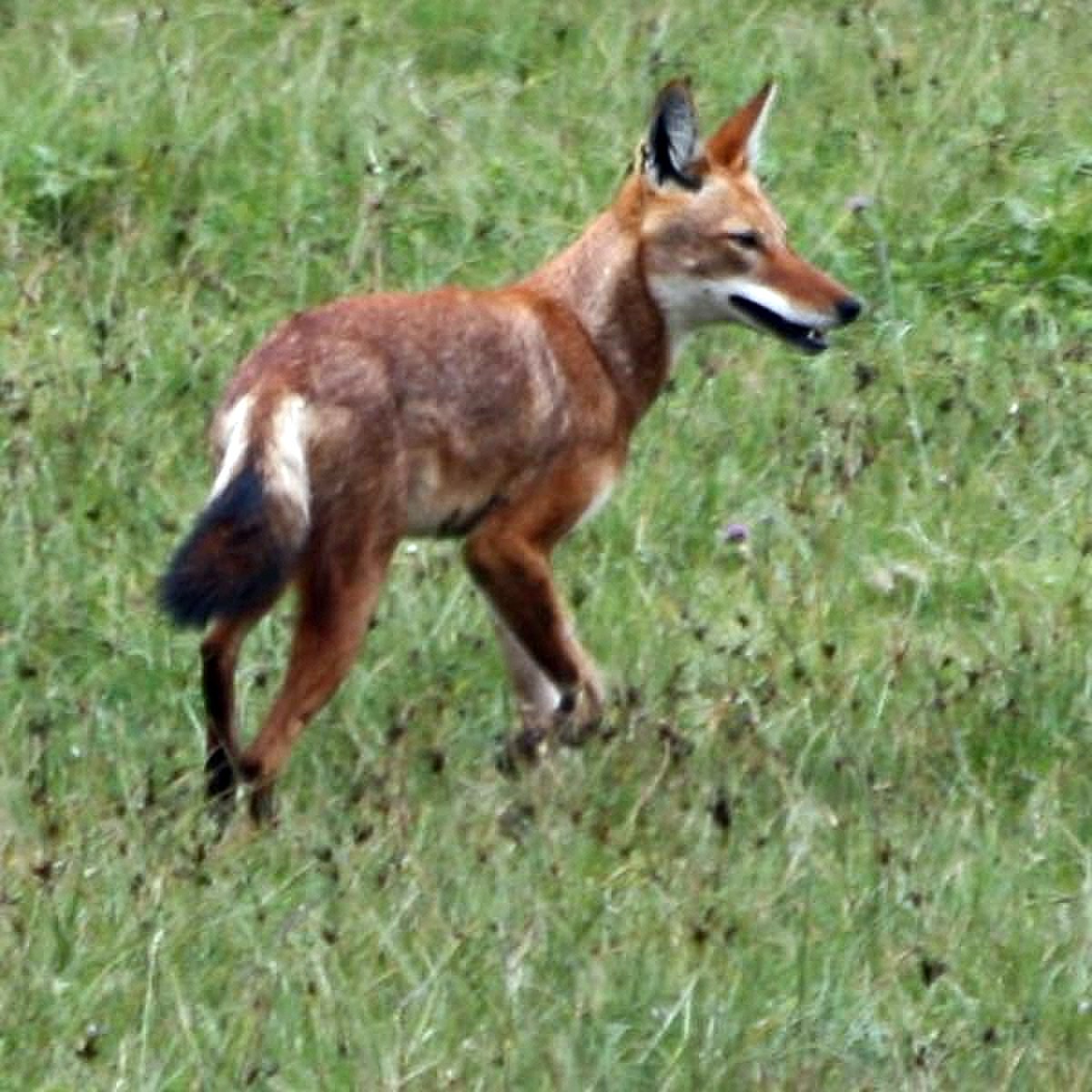 Loup d'Abyssinie