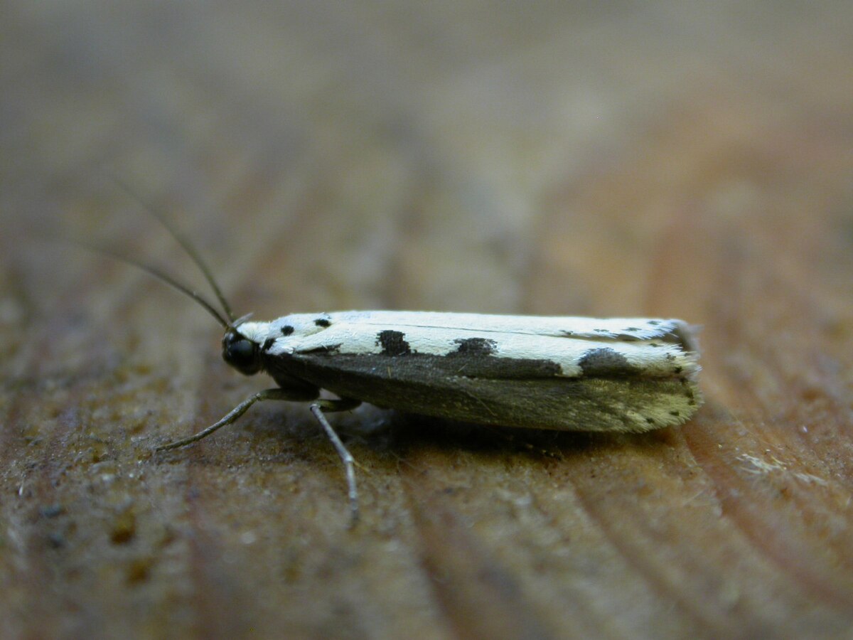 Ethmiidae