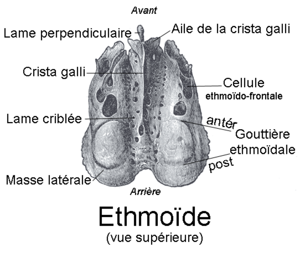 Os ethmoïde