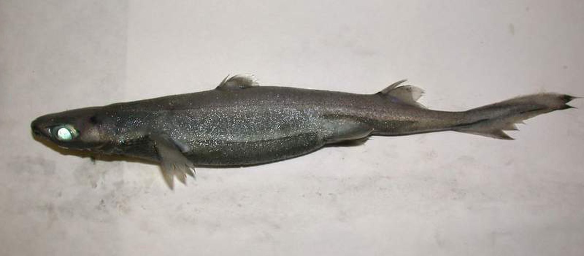 Squaliformes