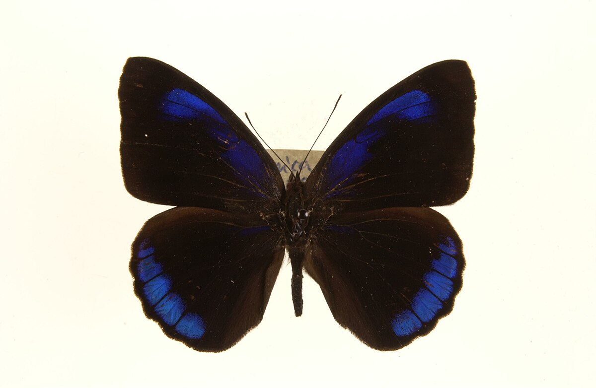 Eunica