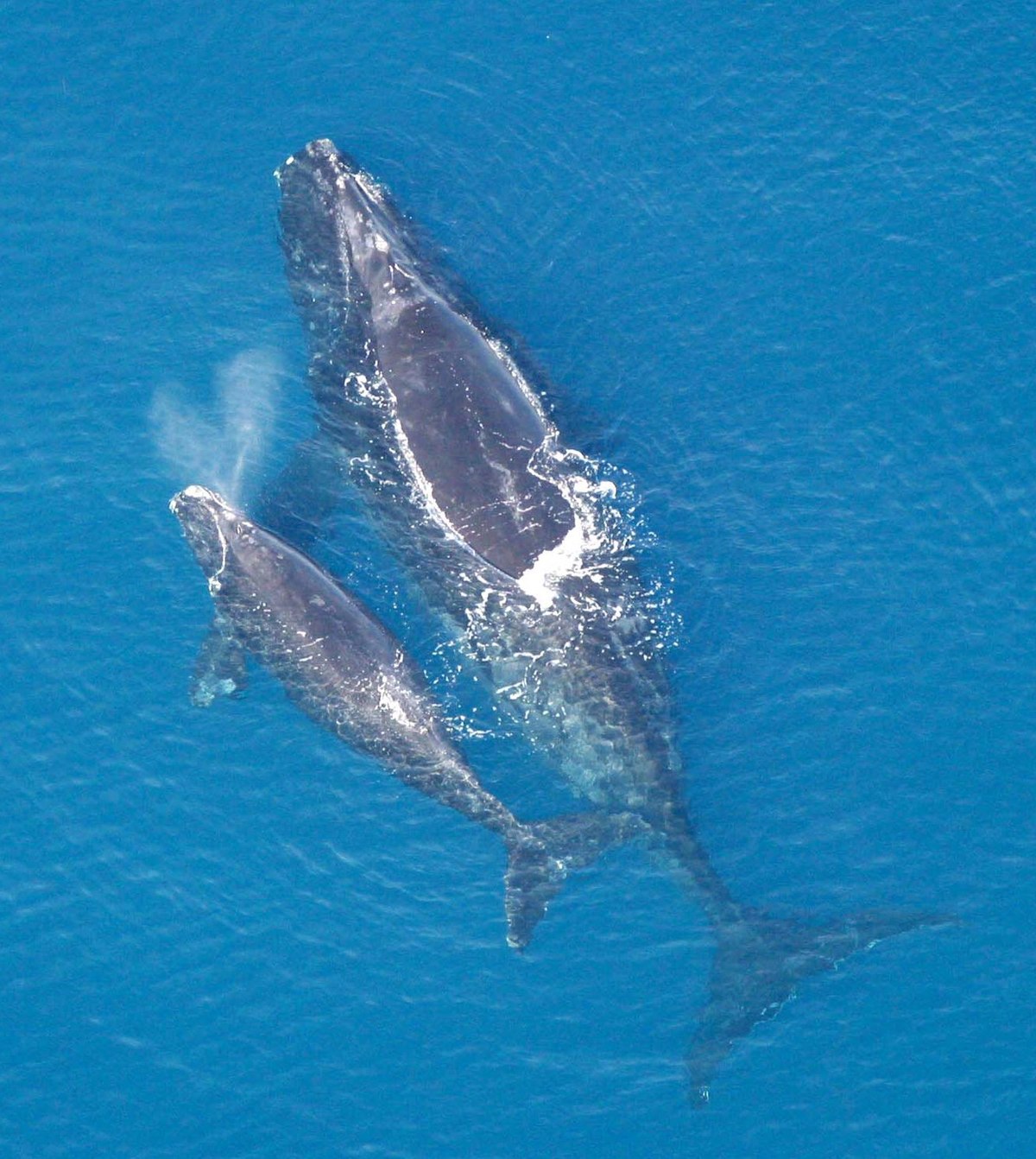 Baleine franche de l'Atlantique Nord