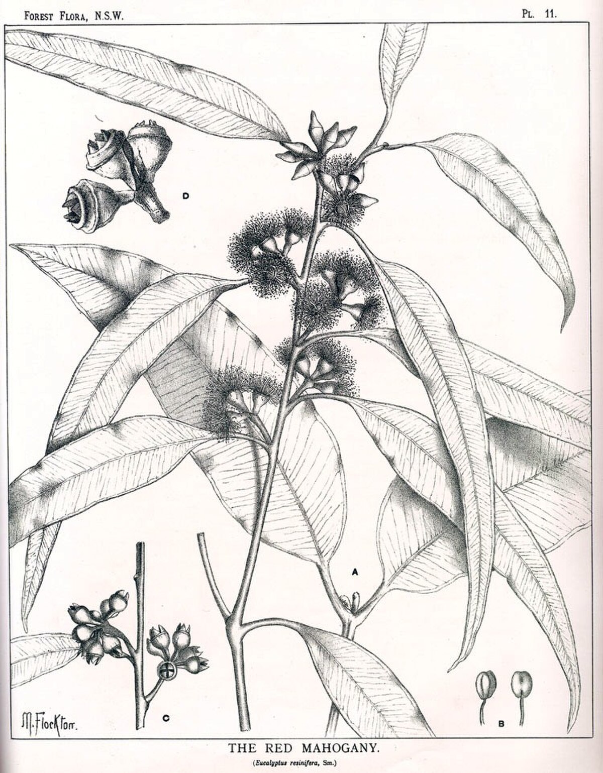 Eucalyptus resinifera00.jpg