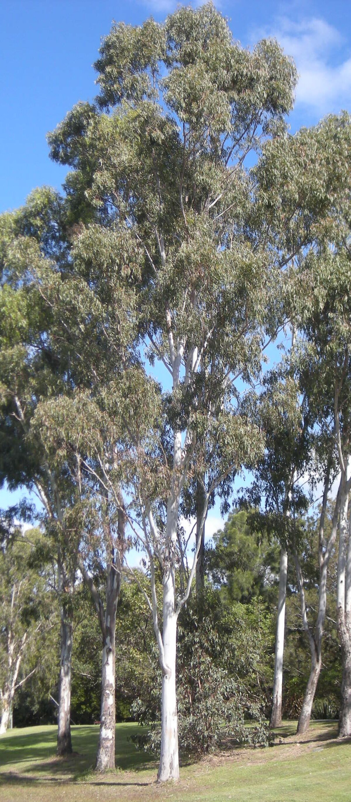 Eucalyptus tereticornis