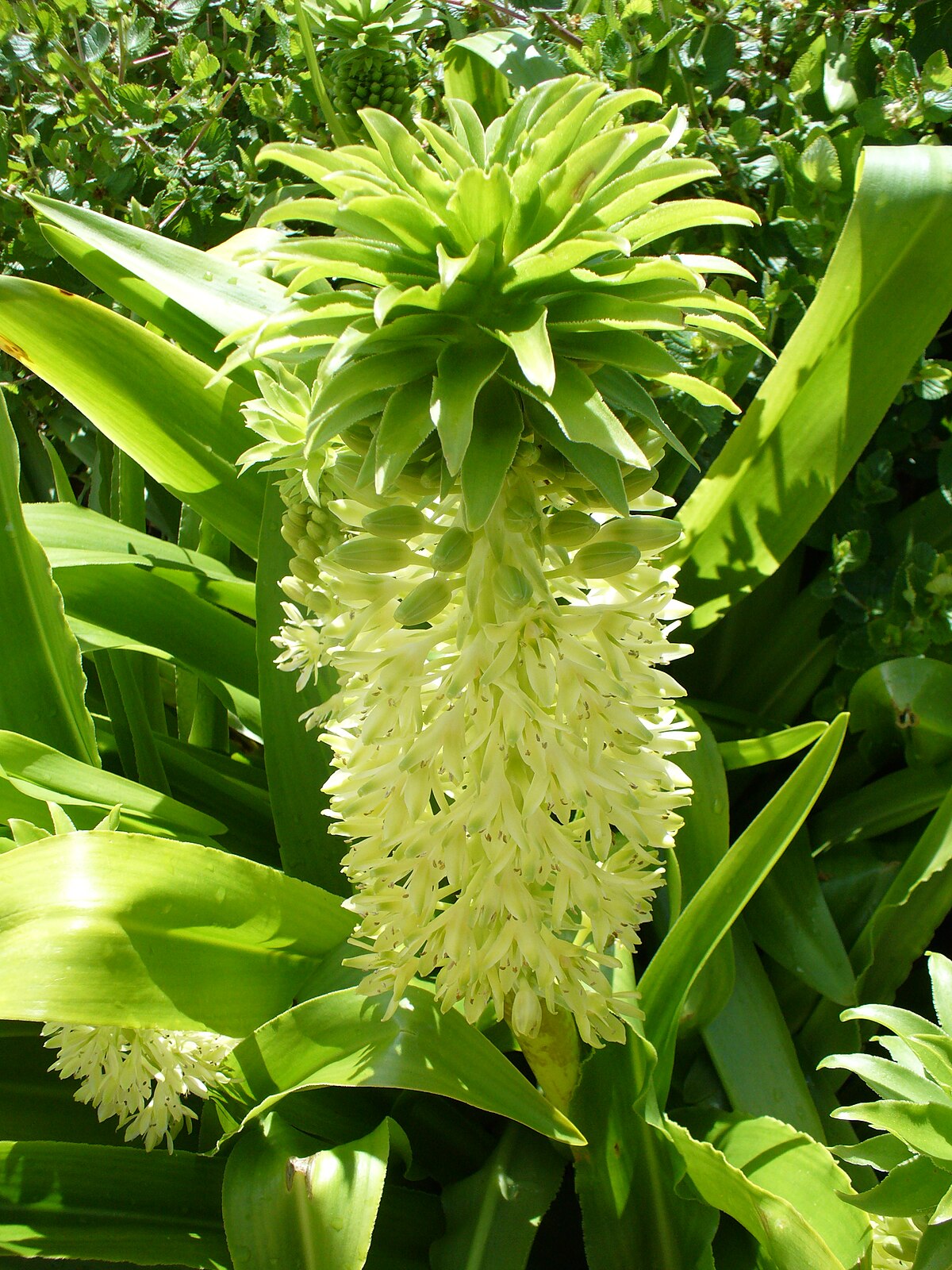 Eucomis