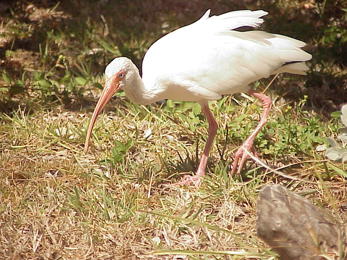 Eudocimus