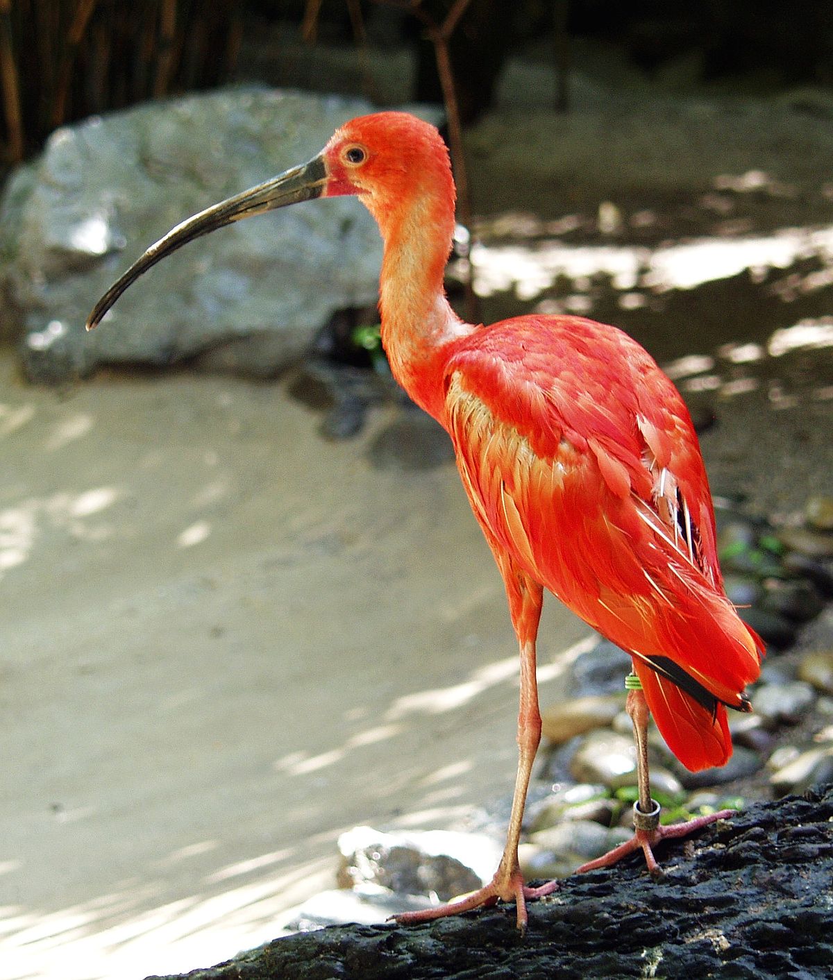 Ibis rouge