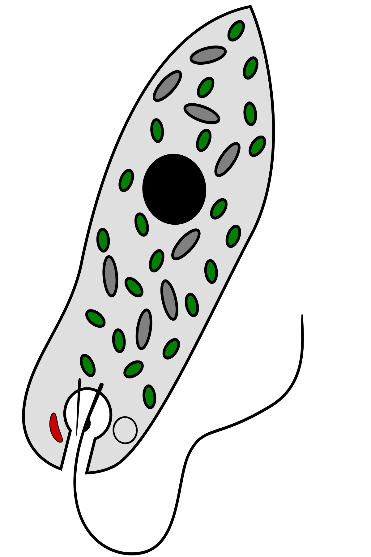 Euglenophyta
