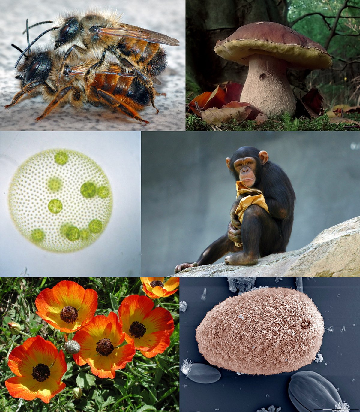 Divers eucaryotes