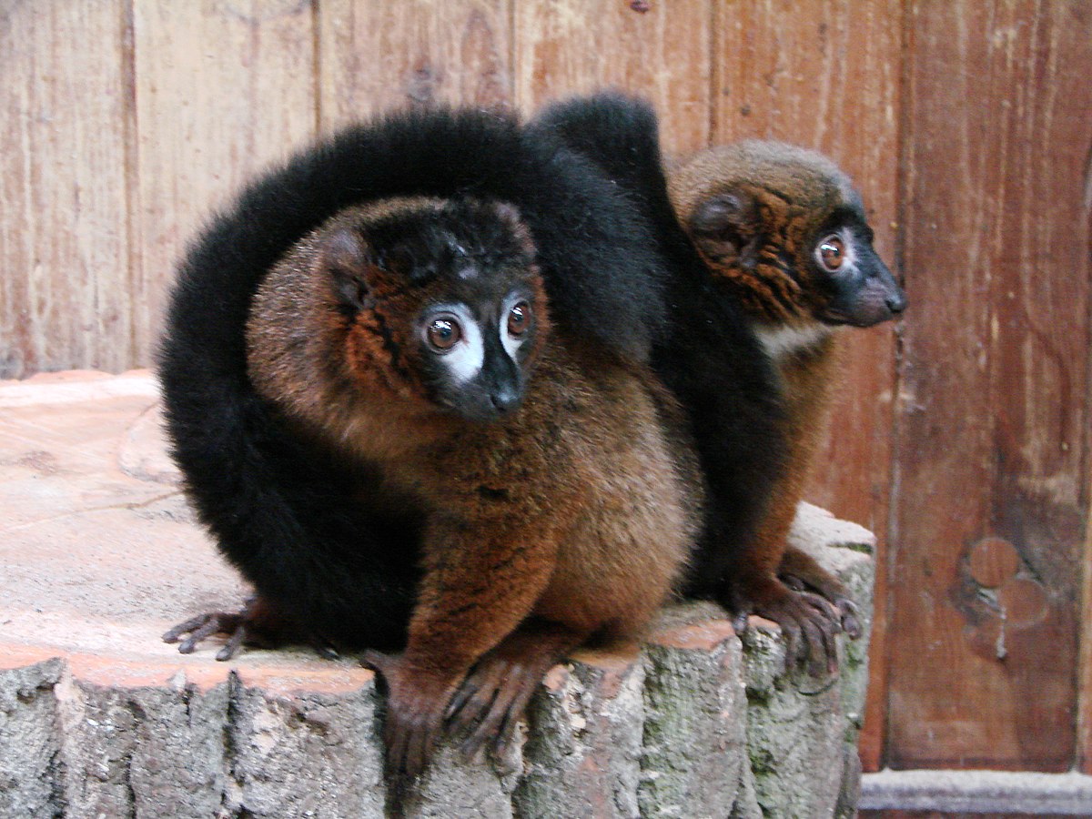 Eulemur rubriventer 4 (Wroclaw zoo).JPG